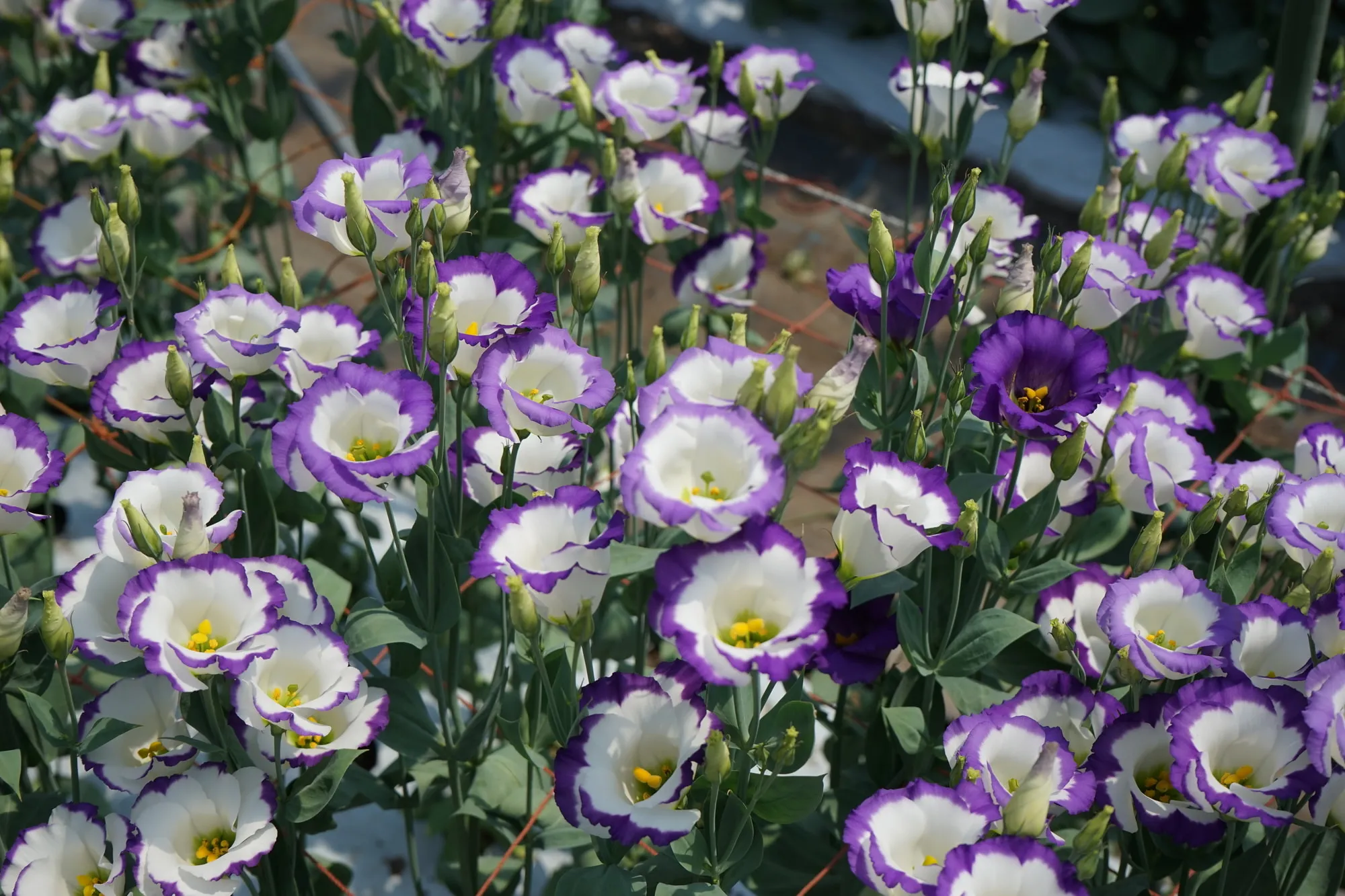 モリメッシュをご利用いただいている花の例(トルコキキョウ)